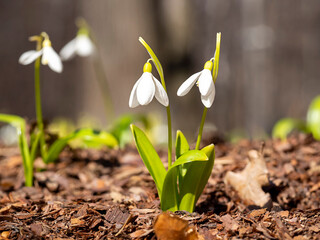 The first spring flowers, snowdrops. The concept of spring