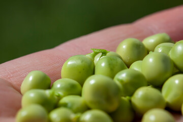ripe green peas in a man's hand