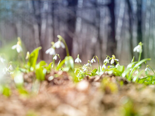 The first spring flowers, snowdrops. The concept of spring