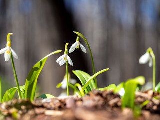 The first spring flowers, snowdrops. The concept of spring