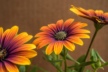 Beautiful Zion Purple Sun African Daisy flower plant. Purple, orange daisy.  