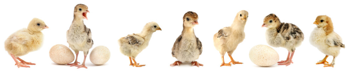 Cute little chickens and turkeys isolated on white