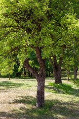 Fototapeta premium deciduous trees growing in the park in the sunny summer