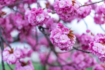 pink cherry blossom