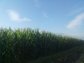field and sky