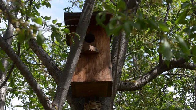 Adult great tits carry food to the cubs. Wild birds in the open air. Songbird watching in the garden, windy weather