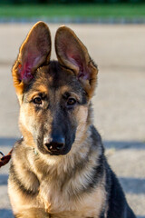 German Shepherd Puppy Closeup Portrait