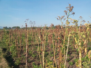 field of corn