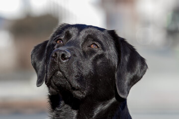 Black Labrador Closeup Looking up