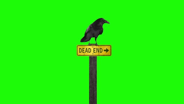Raven on top of dead end sign green screen