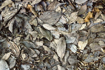 colorless dry end of leaves, with gray, white and brown tones covering the ground - winter texture surface pattern for a banner background or a wallpaper
