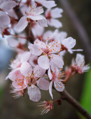 Ornamental Plum Blossom in full bloom