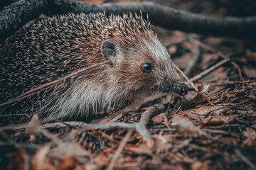 hedgehog in the grass