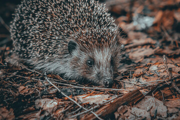hedgehog in the grass