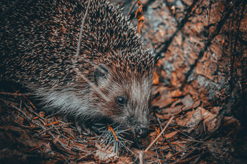 hedgehog in the grass