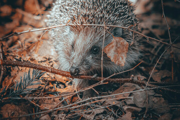 hedgehog in the grass