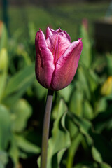 Purple, pink tulip beginning to blooming on a sunny spring morning.