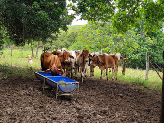 Animales de granja