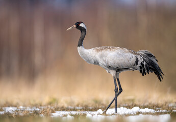 Common crane bird ( Grus grus )