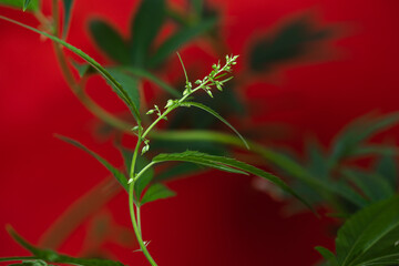 male cannabis branch on a red background close-up