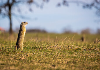 The European ground squirrel