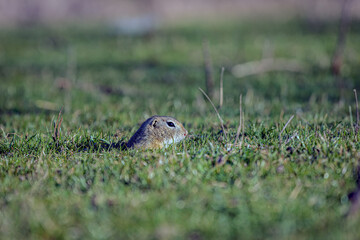 The European ground squirrel