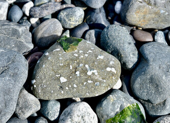Beach combing finds, close-up photography in nature with simple isolated subjects in natural rocky beach setting.