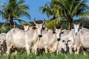 Herd of Nelore cattle grazing in a pasture on the brazilian ranch