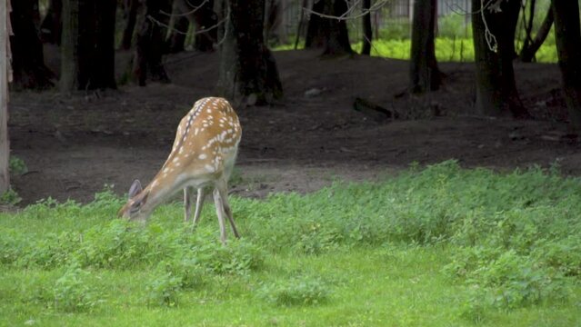 Spotted deer with orange fur on field in natural environment. Young wild roe grazing on green meadow, eating grass on summer sunny day. Axis deer in full growth. Cute doe sika deer in national park