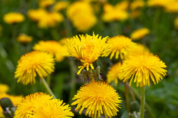 yellow beautiful dandelion flowers with seeds