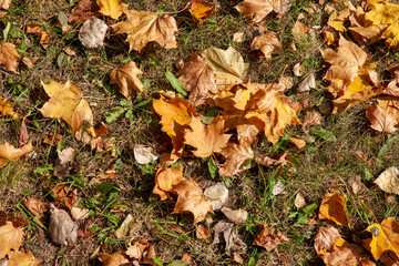 autumn orange foliage in the autumn season