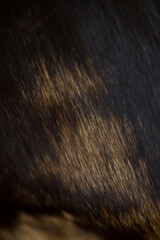 Background, texture of fluffy fur for designers. close-up fragment, cat , tiger