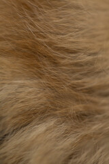 Background, texture of fluffy fur for designers. close-up fragment, ginger cat