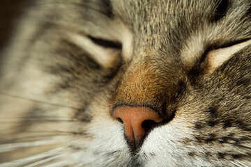 nose and mouth of a cat, close-up
