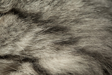 Cat fur texture or background. Macro shot.