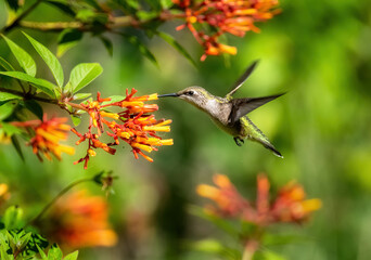 Hummingbird