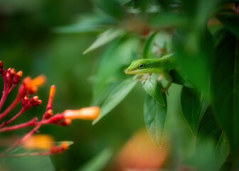 Green Lizard