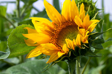 beautiful flowers sunflowers flowering time and insect pollination