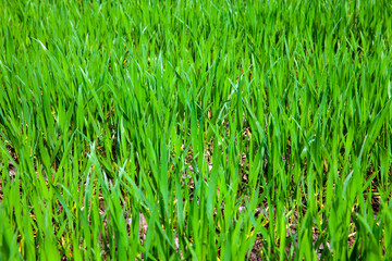 agricultural field with grass and other plants