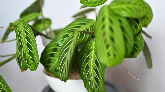 Maranta lemon lime