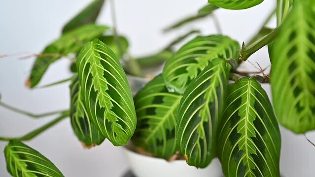 Maranta lemon lime w Lechuzie