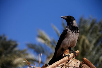 an adult gray crow sits on a grass roof