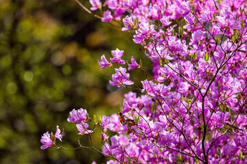 満開のミツバツツジ