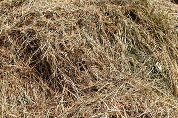 mown dried grass for feeding livestock on the farm