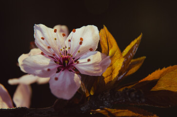 Fototapeta na wymiar Spring cherry blossom kwiat