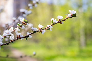 Cherry Blossoms with white Petals on Spring on a sunny day.Closeup of pink cherry blossom tree branches. branch of sakura flowers