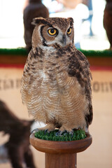 Great horned owl sitting on a branch