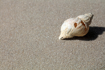 seashell on the beach