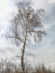 Fototapeta na wymiar Lonely standing birch tree with branches swaying in the wind