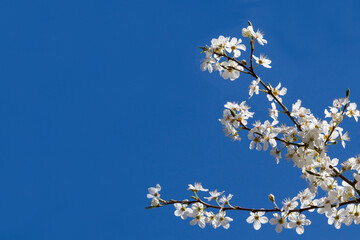 Cherry blossom branches against blue sky.Abstract colorful background. To add text. Abstract background photo. Close-up. Graphic design